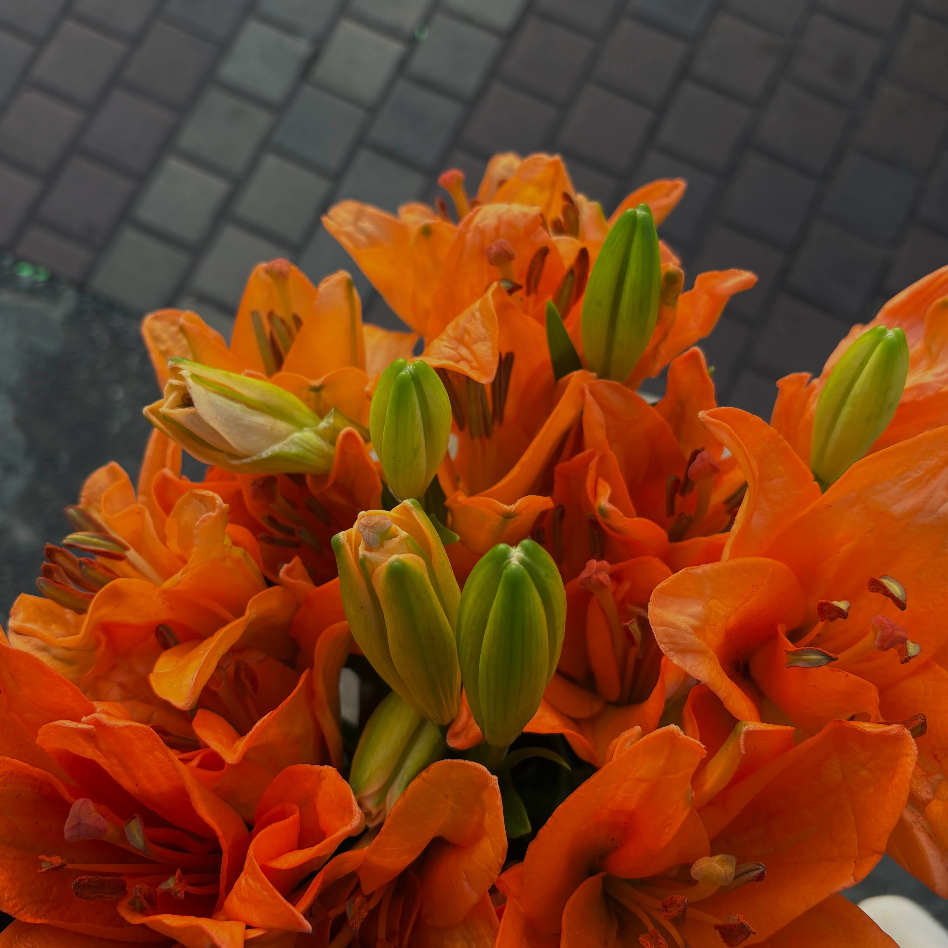 Lily